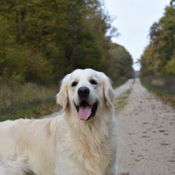 chien Golden retriever Sailor élevage du Fond de la Noye