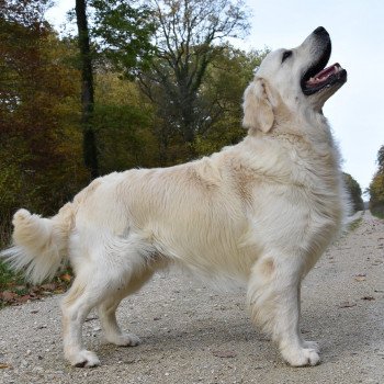 chien Golden retriever Sailor élevage du Fond de la Noye