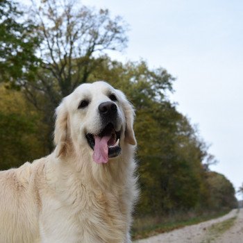 chien Golden retriever Sailor élevage du Fond de la Noye