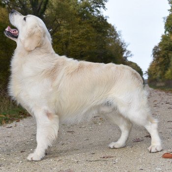 chien Golden retriever Sailor élevage du Fond de la Noye