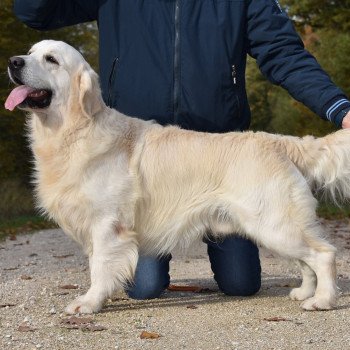 chien Golden retriever Sailor élevage du Fond de la Noye