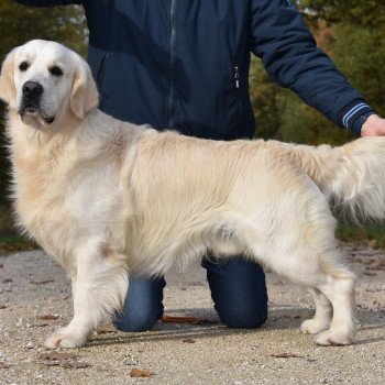 chien Golden retriever Sailor élevage du Fond de la Noye