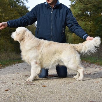 chien Golden retriever Sailor élevage du Fond de la Noye