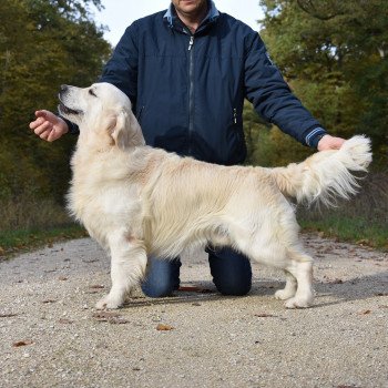 chien Golden retriever Sailor élevage du Fond de la Noye