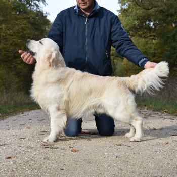 chien Golden retriever Sailor élevage du Fond de la Noye