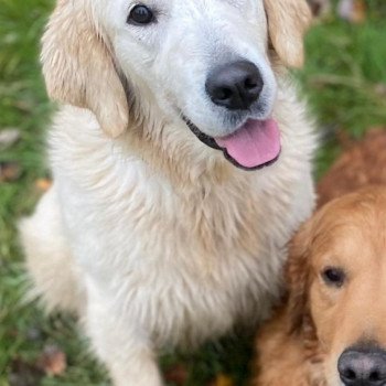 chien Golden retriever sable Schweppes élevage du Fond de la Noye