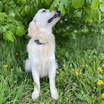 chien Golden retriever sable Schweppes élevage du Fond de la Noye