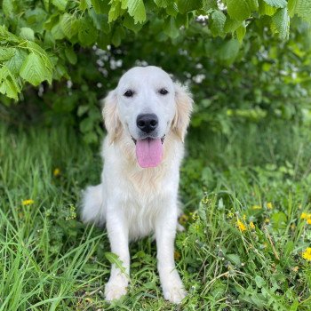 chien Golden retriever sable Schweppes élevage du Fond de la Noye