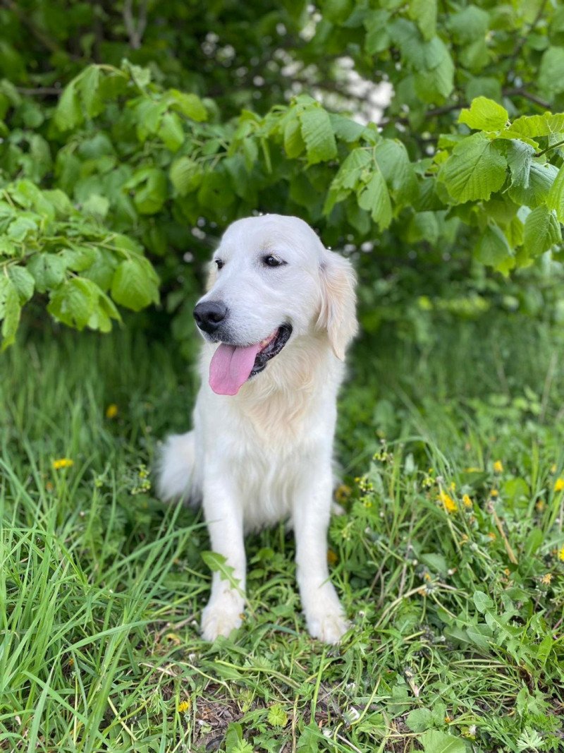 Schweppes du Fond de la Noye Femelle Golden retriever