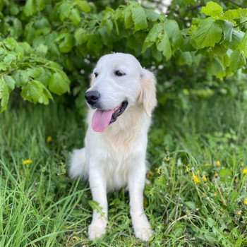 chien Golden retriever sable Schweppes élevage du Fond de la Noye