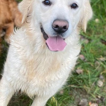 chien Golden retriever sable S'Quisse élevage du Fond de la Noye