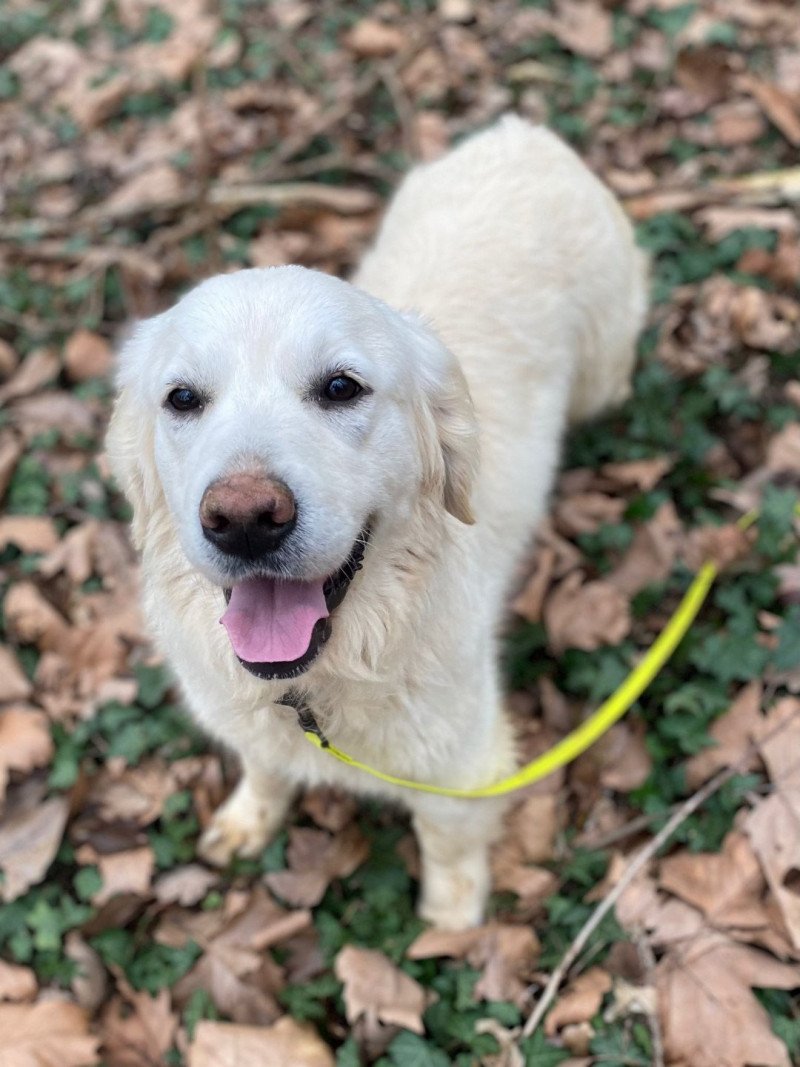 S'Quisse du Fond de la Noye Femelle Golden retriever