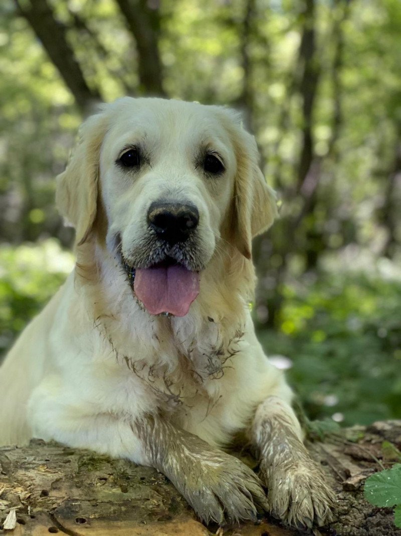 Switch du Fond de la Noye Femelle Golden retriever