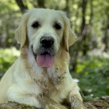 chien Golden retriever Switch élevage du Fond de la Noye