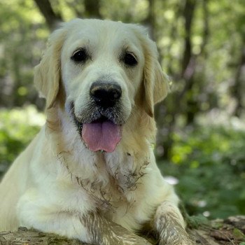 chien Golden retriever Switch élevage du Fond de la Noye