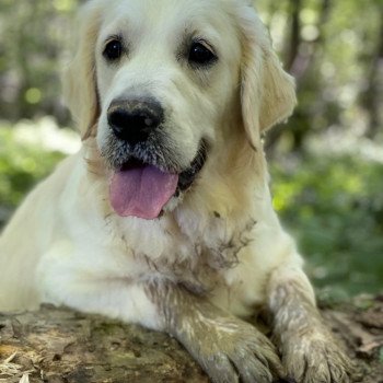 chien Golden retriever Switch élevage du Fond de la Noye