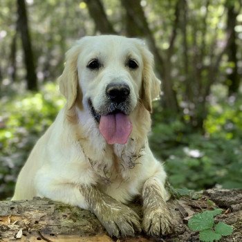 chien Golden retriever Switch élevage du Fond de la Noye