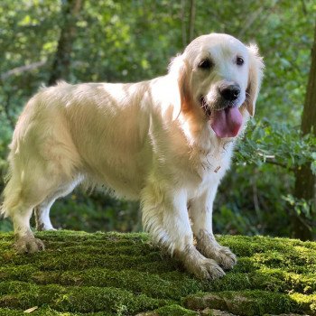 chien Golden retriever Switch élevage du Fond de la Noye