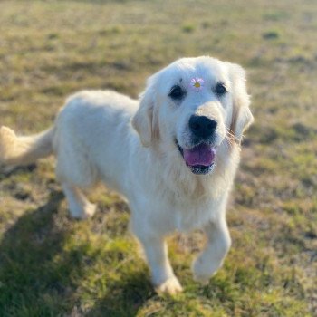 chien Golden retriever Switch élevage du Fond de la Noye