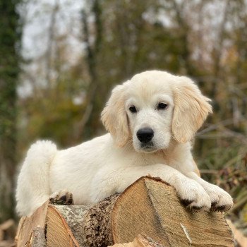 chiot Golden retriever sable T'Bear élevage du Fond de la Noye