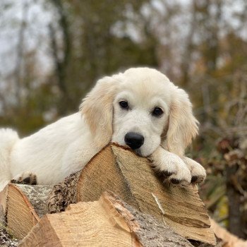 chiot Golden retriever sable T'Bear élevage du Fond de la Noye