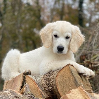 chiot Golden retriever sable T'Bear élevage du Fond de la Noye