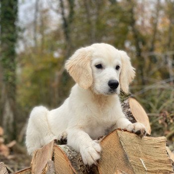 chiot Golden retriever sable T'Bear élevage du Fond de la Noye