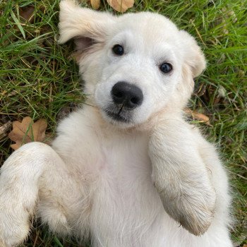 chiot Golden retriever sable T'Bear élevage du Fond de la Noye