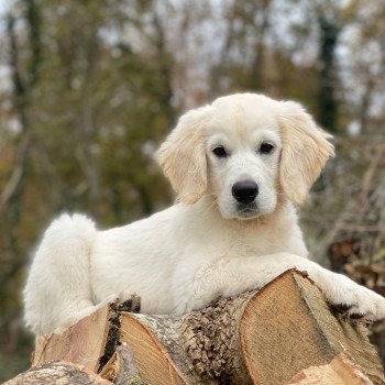 chiot Golden retriever sable T'Bear élevage du Fond de la Noye