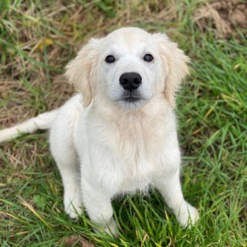 chiot Golden retriever sable T'Bear élevage du Fond de la Noye