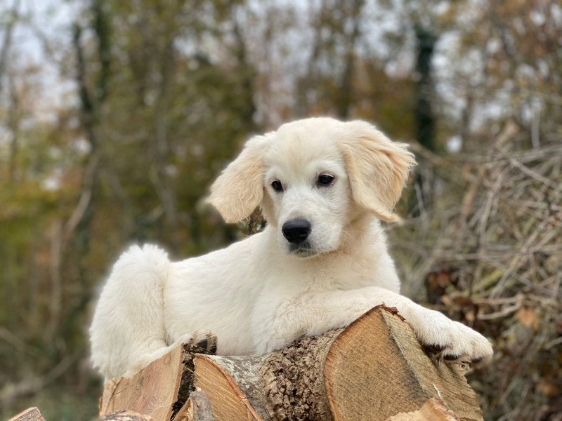 T'Bear du Fond de la Noye Mâle Golden retriever T'Bear du Fond de la Noye Mâle Golden retriever