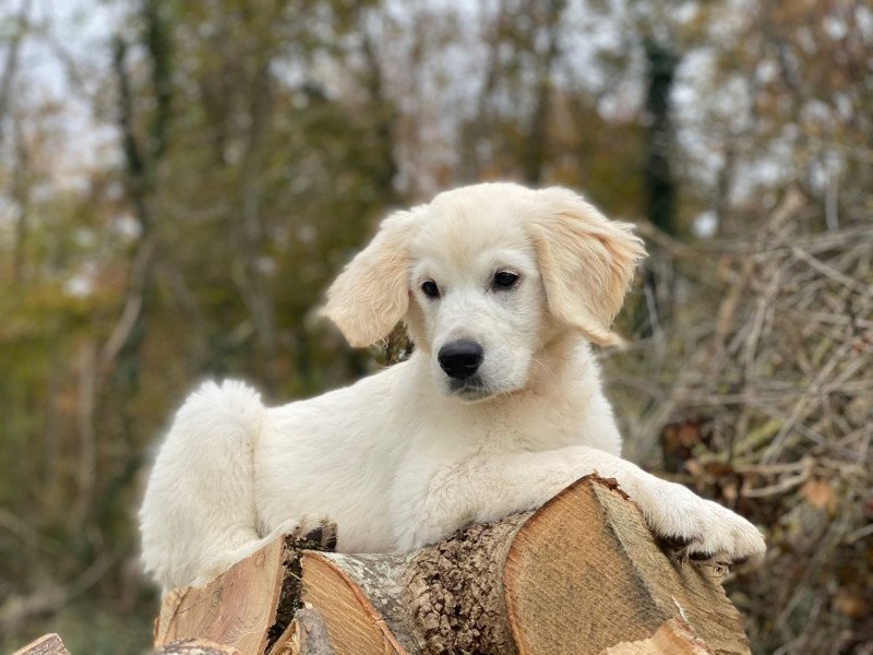 T'Bear du Fond de la Noye Mâle Golden retriever