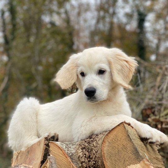 T'Bear du Fond de la Noye Mâle Golden retriever