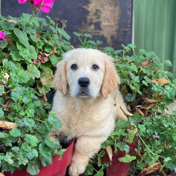 chiot Golden retriever fauve clair T... élevage du Fond de la Noye