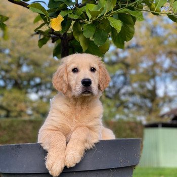 chiot Golden retriever fauve clair T... élevage du Fond de la Noye chiot Golden retriever fauve clair T... élevage du Fond de la Noye