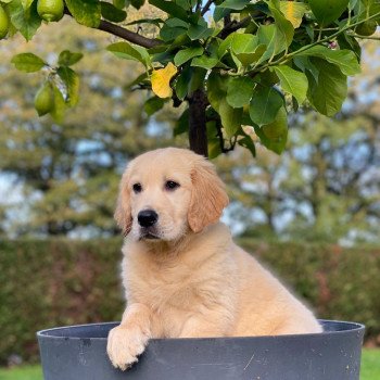 chiot Golden retriever fauve clair T... élevage du Fond de la Noye