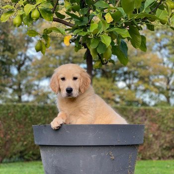 chiot Golden retriever fauve clair T... élevage du Fond de la Noye