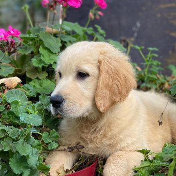 chiot Golden retriever fauve clair T... élevage du Fond de la Noye