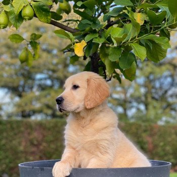 chiot Golden retriever fauve clair T... élevage du Fond de la Noye