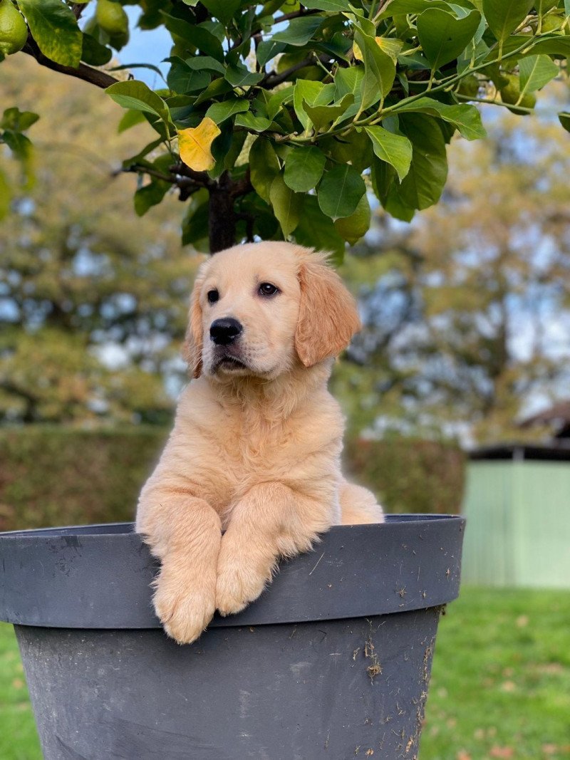 Twyx du Fond de la Noye Mâle Golden retriever