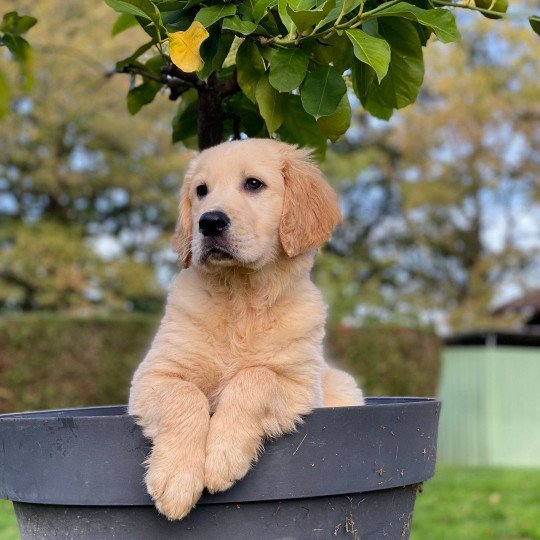 Twyx du Fond de la Noye Mâle Golden retriever