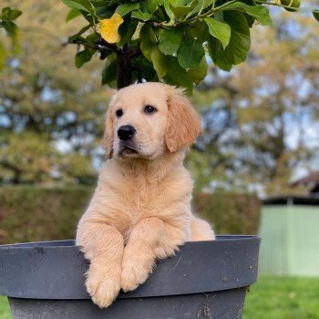 chiot Golden retriever fauve clair T... élevage du Fond de la Noye