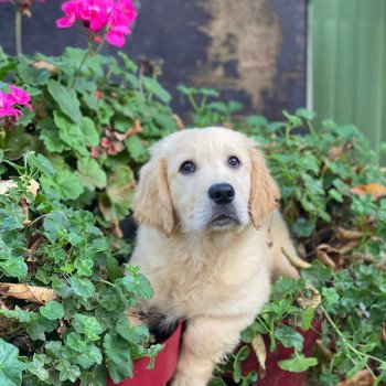 chiot Golden retriever fauve clair T... élevage du Fond de la Noye