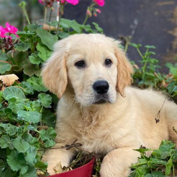 chiot Golden retriever fauve clair T... élevage du Fond de la Noye