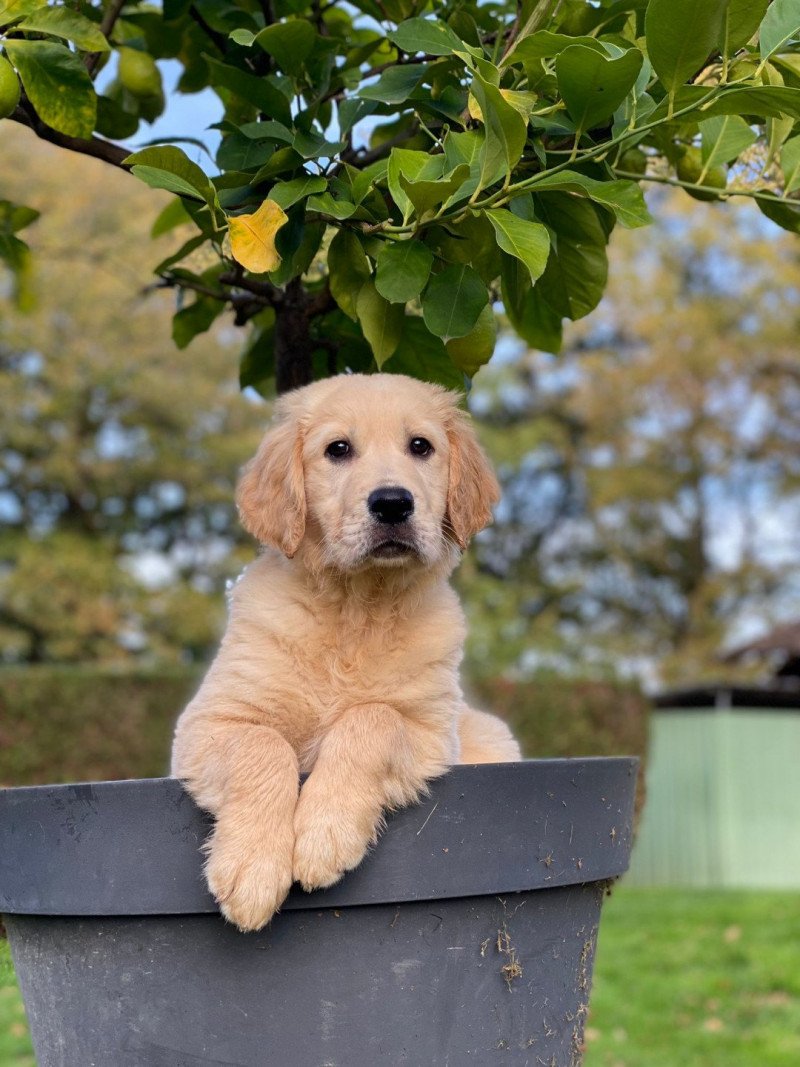 Toffee du Fond de la Noye Mâle Golden retriever Toffee du Fond de la Noye Mâle Golden retriever