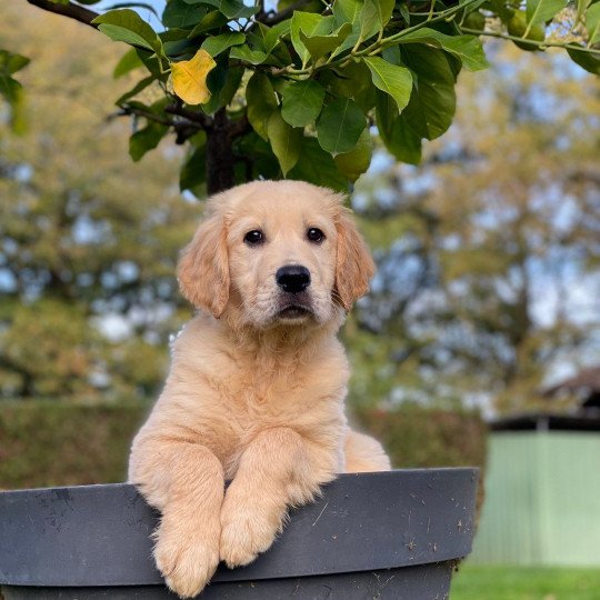 Toffee du Fond de la Noye Mâle Golden retriever