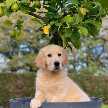 chiot Golden retriever fauve clair T... élevage du Fond de la Noye