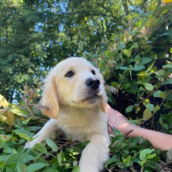 chiot Golden retriever fauve clair T'Cookie élevage du Fond de la Noye