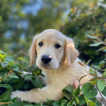 chiot Golden retriever fauve clair T'Cookie élevage du Fond de la Noye