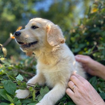 chiot Golden retriever fauve clair T'Cookie élevage du Fond de la Noye